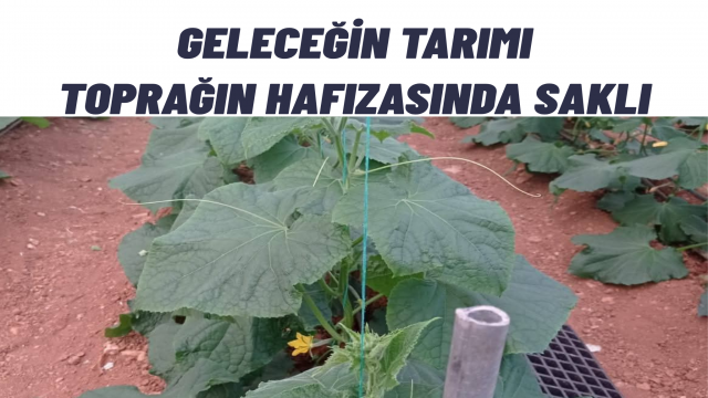Toprağın hafızasını yeniden Canlandırmak Türkiye’nin Leonardit Gerçeği