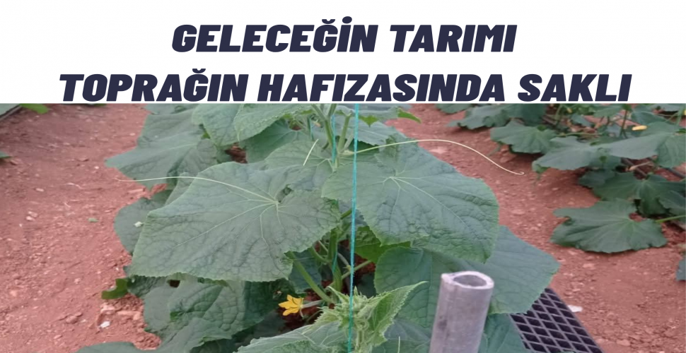 Toprağın hafızasını yeniden Canlandırmak Türkiye’nin Leonardit Gerçeği