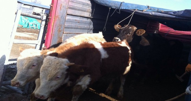 Kırıkkale'de hayvan dolandırıcılığı