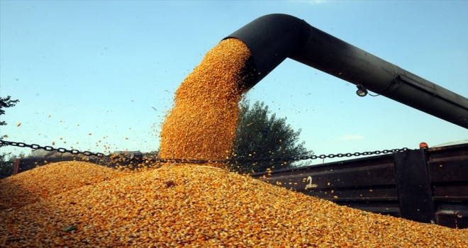 Çeltik alımı başlıyor