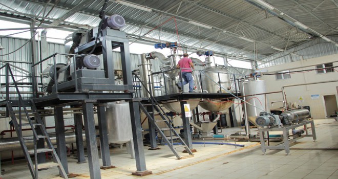 Ayaş'ta hedef 100 ton salça