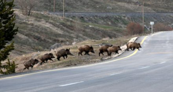Domuz sürüsüne çarpan araba alev aldı...