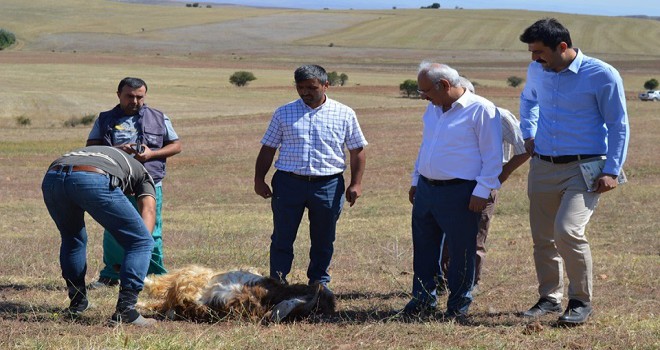 Kurtlar koyun sürüsüne saldırdı...