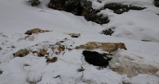 Bu nasıl vicdansızlık: 7 köpek ayakları bağlanarak...