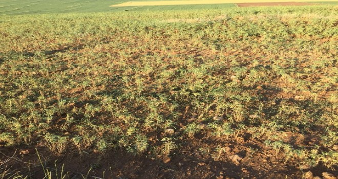 Keskin'de sel felaketi...