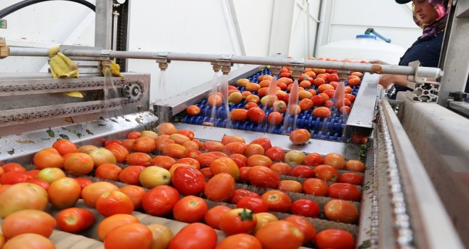 Niğde'de yetişiyor, Arabistan'a satılıyor...