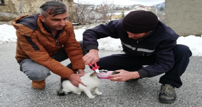 Başı konserve kutusuna sıkışan kedi kurtarıldı...