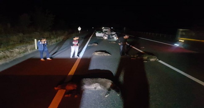 Otomobilin çarptığı ayı ve domuzlar telef oldu