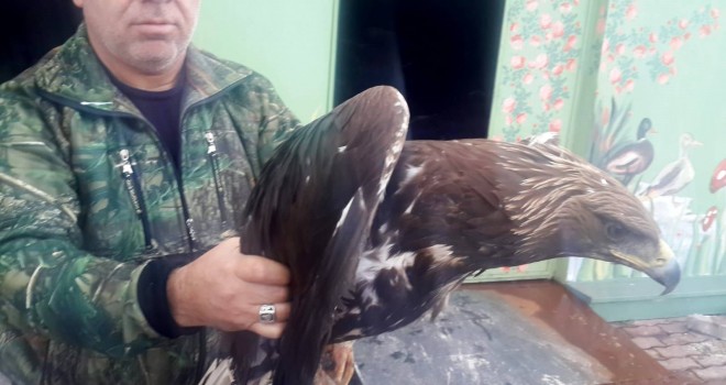 Yaralı kartal koruma altında...