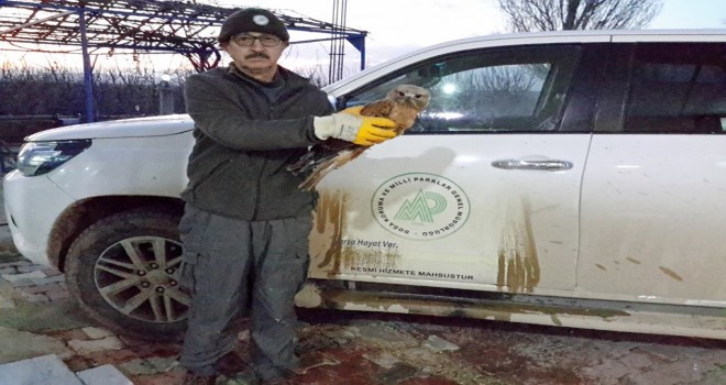 Yaralı Şahin emin ellerde...