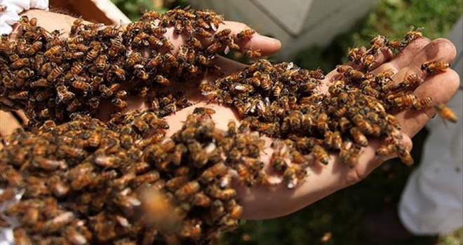 Arılar tarım işçilerine saldırdı: 19 yaralı...