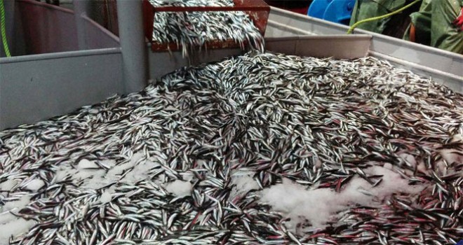 Balıkçıların yüzü gülüyor