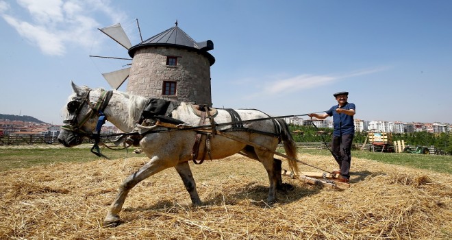 Altınköy'de hasat vakti...