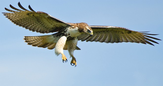 Şahin avladılar 22 binlira cezayı yediler...