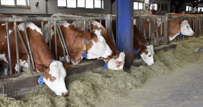 Anadolu'nun hayvancılık ambarı' Doğu'da üretim de kalite de artırılacak