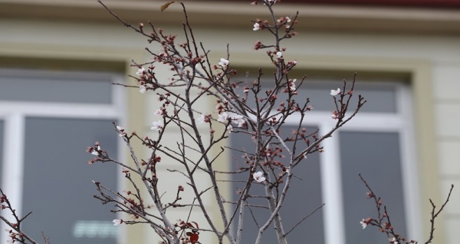 Yozgat'ta Erik ağacı çiçek açtı