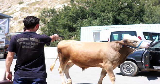 Alo Kurbanım Kaçtı işbaşında