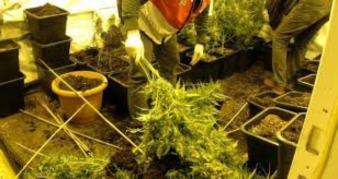 Evinin balkonunu uyuşturucu tarlasına çevirdi