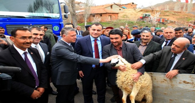Çankaya Belediyesi 20 aileye 20 koyun, 20 koç dağıttı