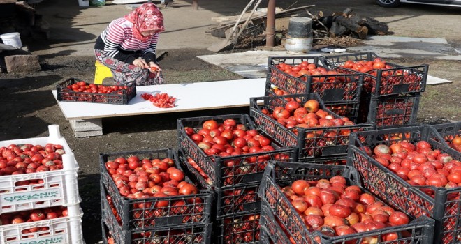Domates tozuyla hayatını değiştirecek...