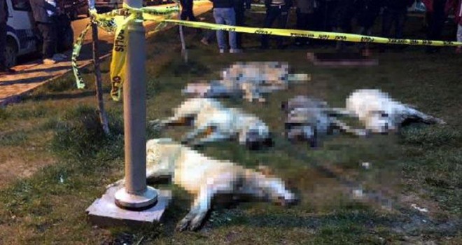 Batıkent'te sokak köpeklerini zehirleyenlere rekor ceza