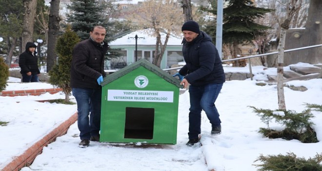 Sokak hayvanları için kulübe koydular...