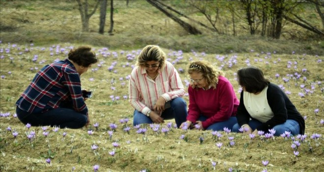 Safran yüzleri güldürdü