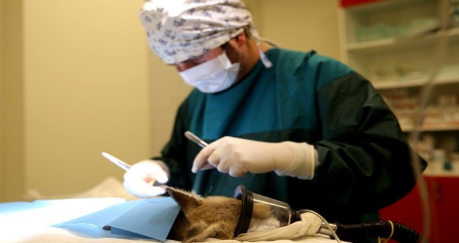 Yaralı bulunan tilki ameliyata alındı...