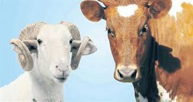 Kurbanlık hayvan sıkıntısı yok...