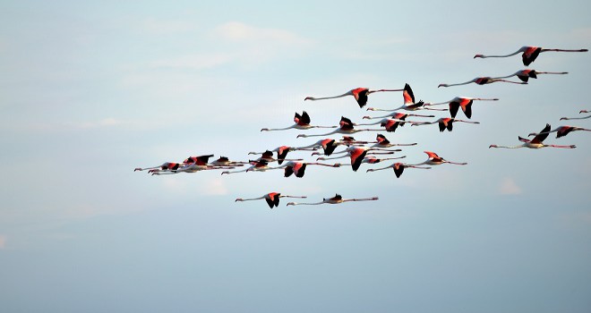 Flaminggo nüfusu iki kat arttı...