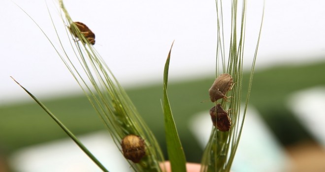 800 bin tanesi birden salıverildi...