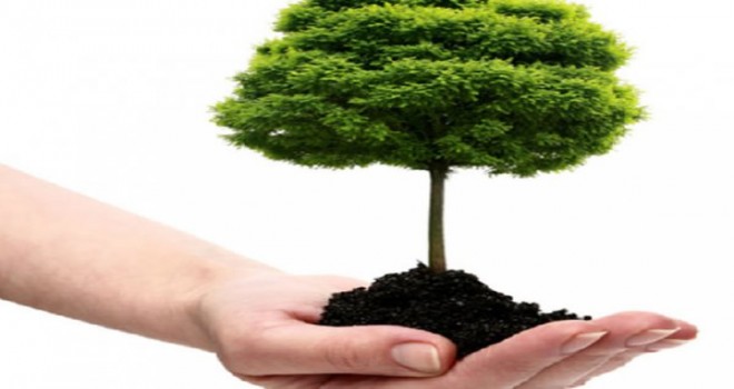 Boz topraklara 1 milyon 200 bin fidan dikilecek