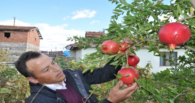 Yozgat'ta ki evinin bahçesinde Nar yetiştirdi