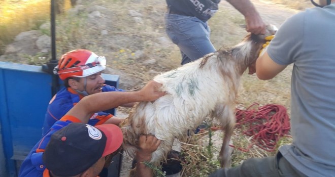 Sulama kanalına sıkışan Keçi böyle kurtarıldı...