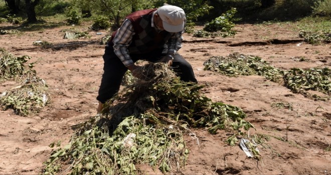Çiftçi perişan oldu...