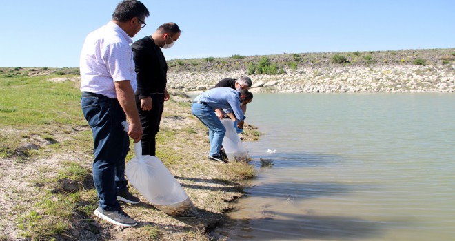 Yavru Sazanlar Nevşehir baraj göllerine bırakıldı...