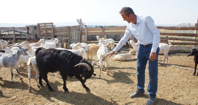 Stresten kurtulmak için başladı, çiftliği oldu
