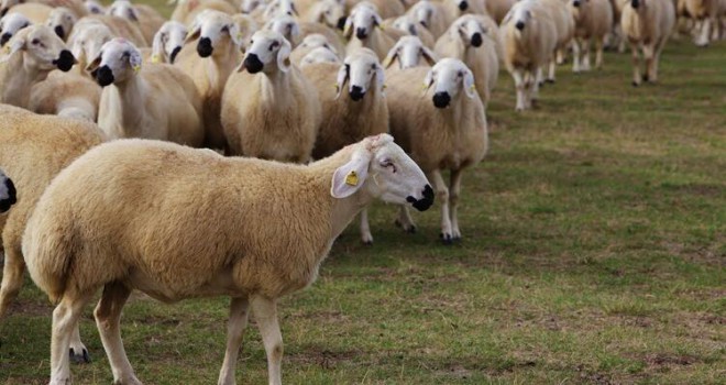 Yozgatlı çiftçilerin çalınan koyunları Kayseri'de bulundu