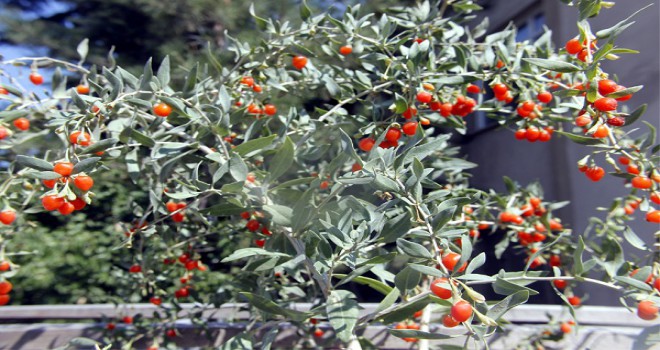 Beypazarında yetiştirildi adı: goji berry