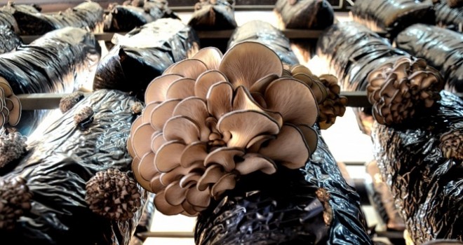 Kırmızı ete rakip çıktı