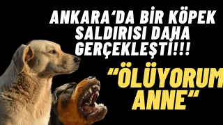 Ankara'da 15 yaşındaki çocuğa köpek saldırısı